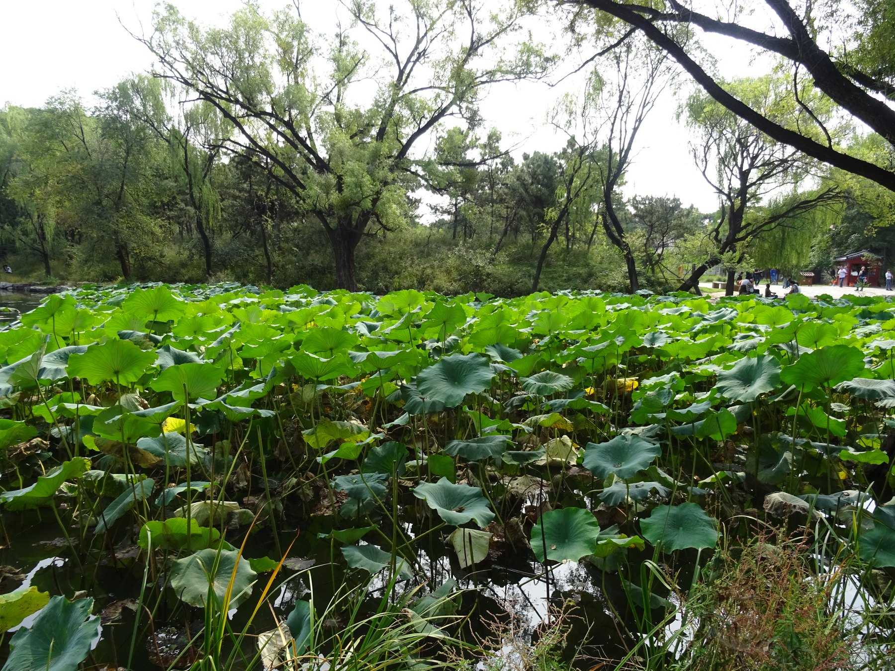 湖區荷塘